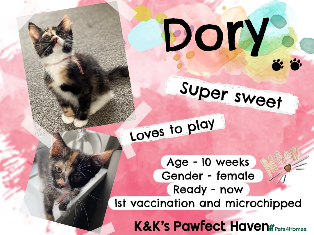 Domestic Shorthair cats for sale: Kittens & cats for adoption  - Advert 1