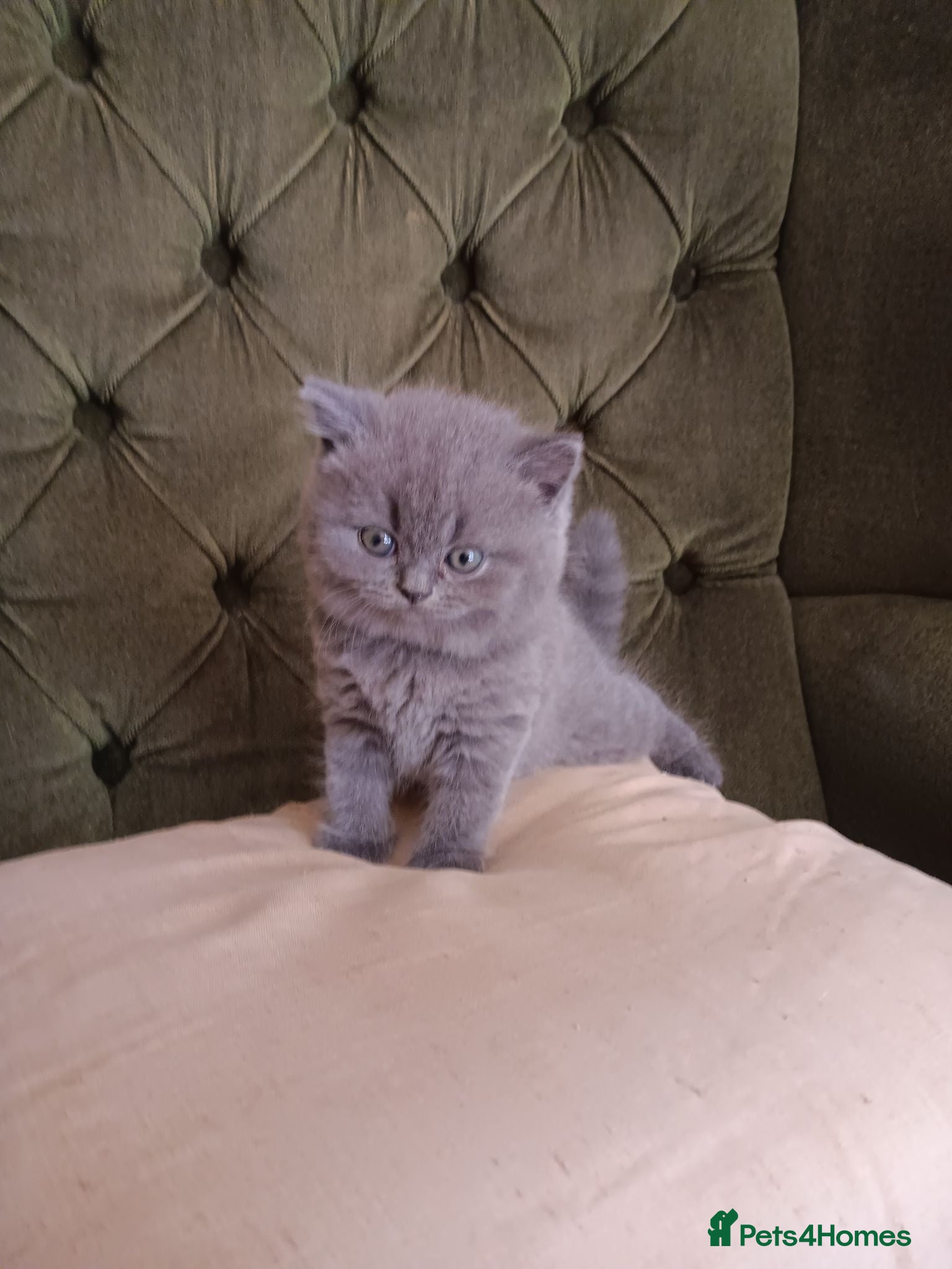 British Shorthair cats Outstanding British Blue kittens  - Advert 15