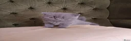 British Shorthair cats for sale: Outstanding British Blue kittens  - Advert 7