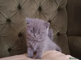 British Shorthair cats Blue Kittens – TICA Reg, PKD Tested - Advert 2