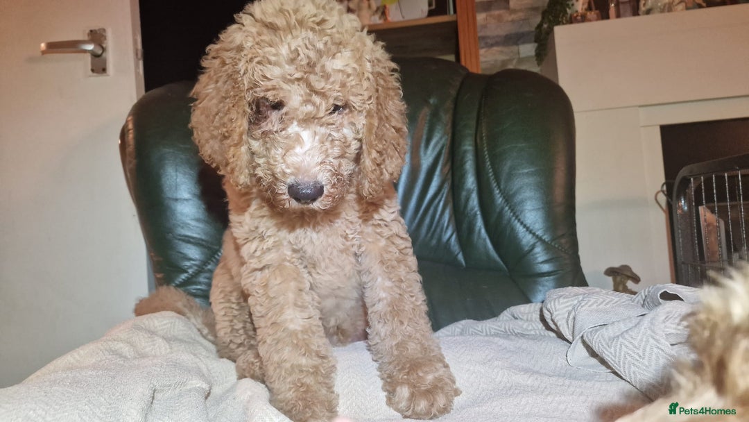Labradoodle dogs for sale: Labradoodle f1b pups, 1 male, 1 female, stunning. - Advert 5
