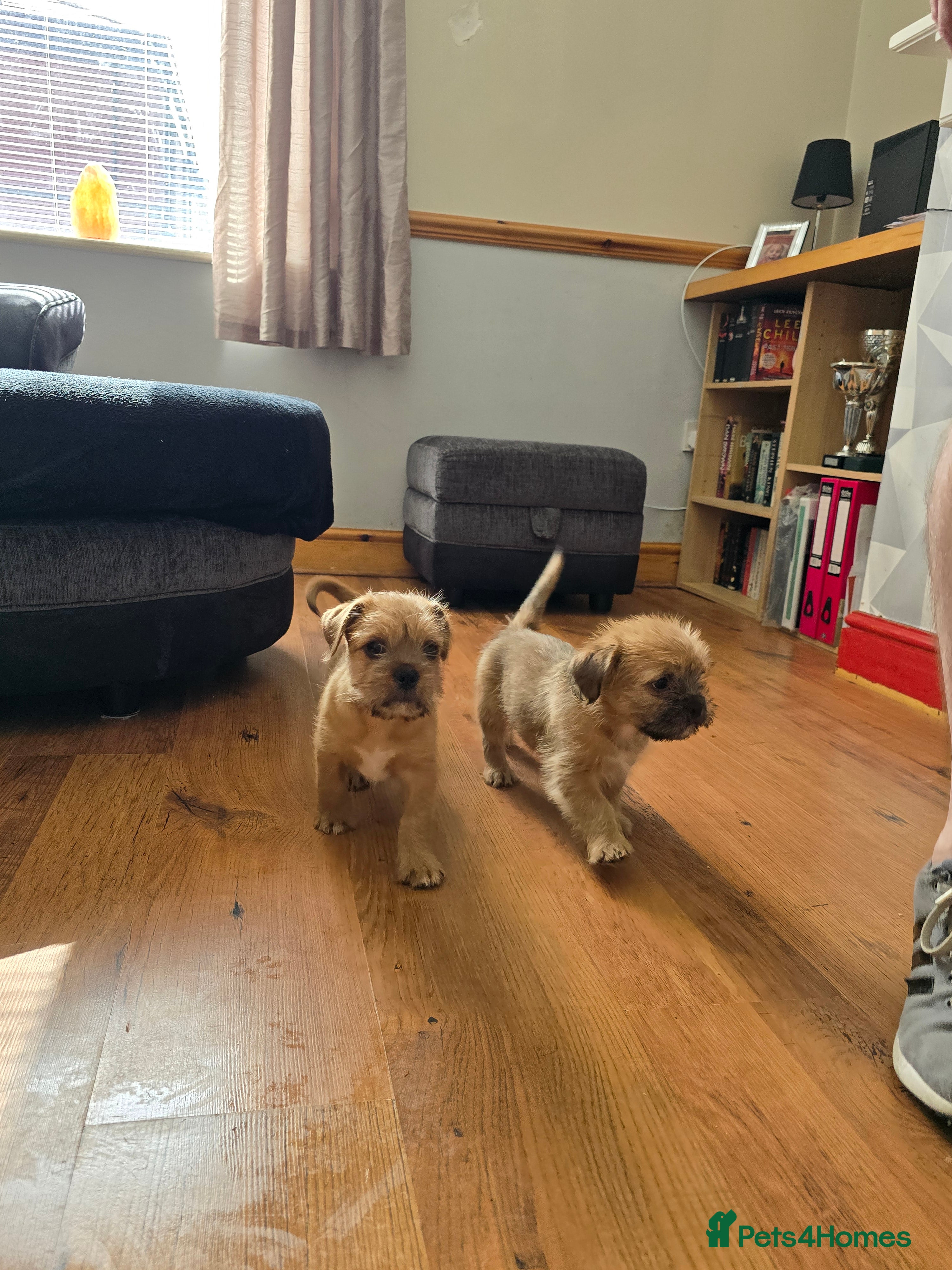 Mixed Breed dogs Ready for new home Shih Tzu cross puppies - Advert 1