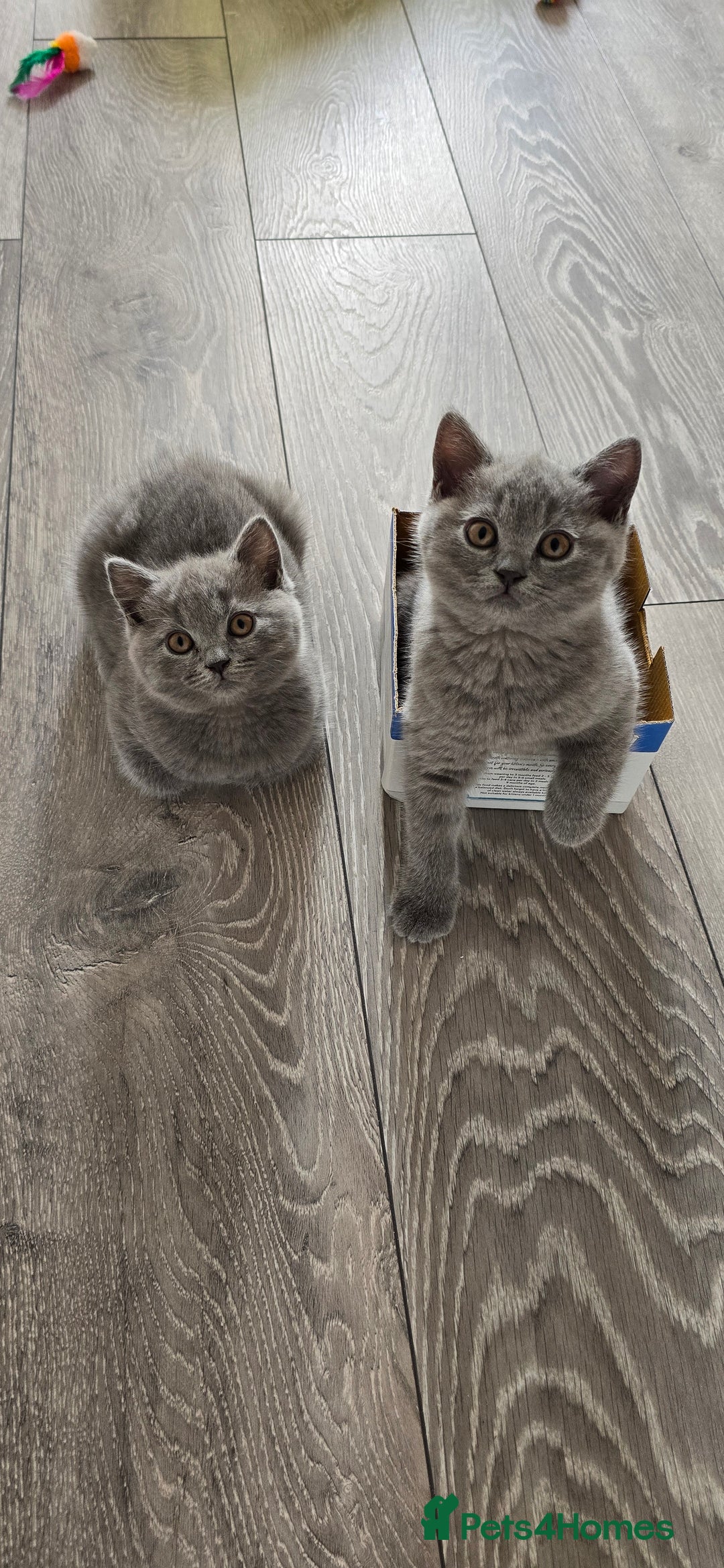 British Shorthair cats for sale: British Blue Shorthair - Image 2