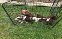 Sprocker dogs for sale: Sprockers Puppys - Image 1