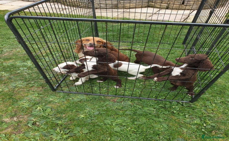 Sprocker dogs - Advert 1