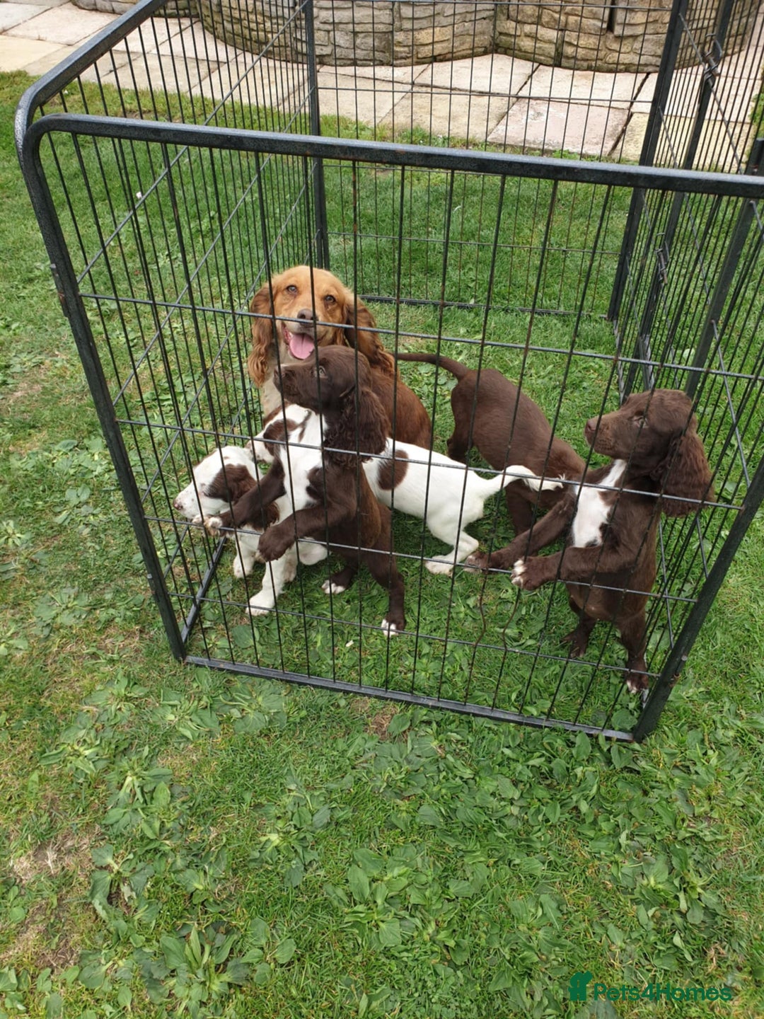 Sprocker dogs for sale: Sprockers Puppys - Image 1