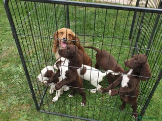 Sprocker dogs - Advert 19