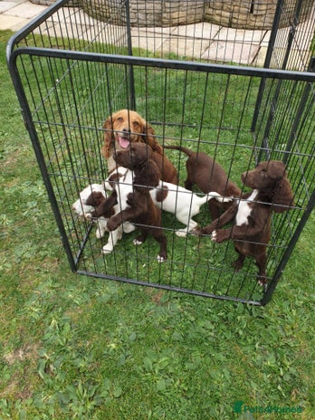 Sprocker dogs - Advert 10