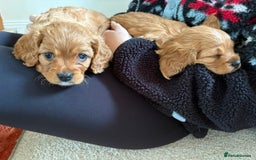Cavapoo dogs for sale: Beautiful Cavapoo Puppies  - Image 9