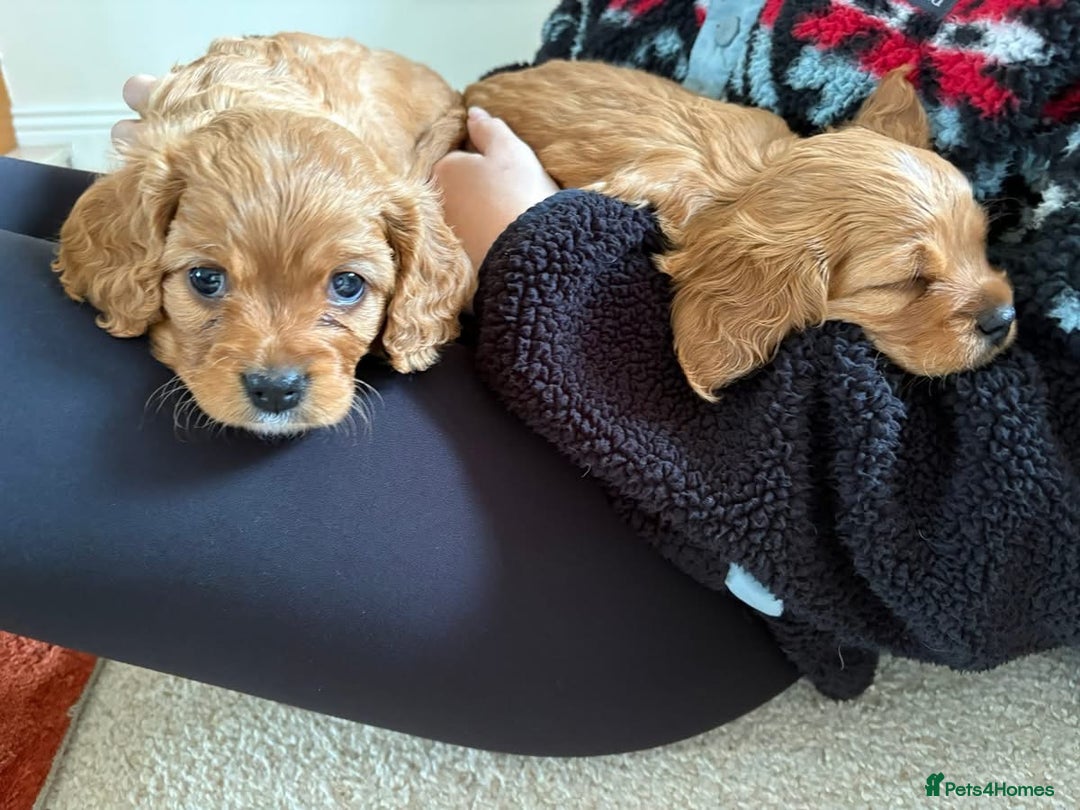 Cavapoo dogs for sale: Beautiful Cavapoo Puppies  - Image 9