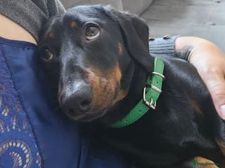 Miniature Dachshund dogs For stud - Advert 10