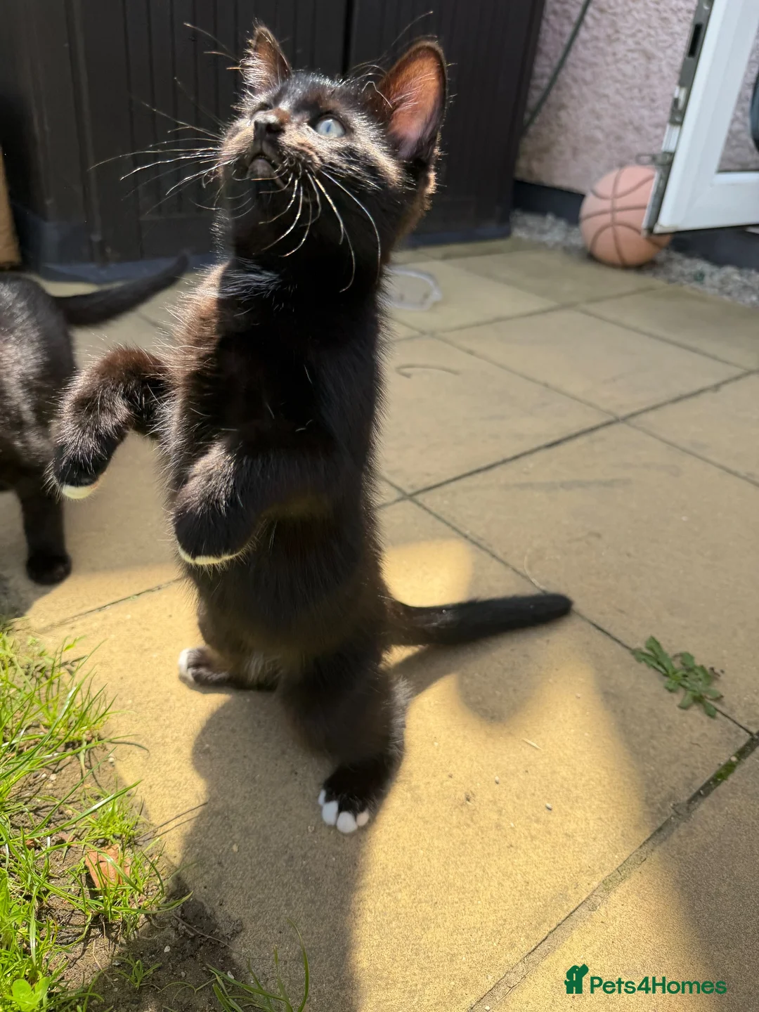 Ragdoll cats for sale: 2 Gorgeous Ragdoll x BSH boys ready now! in Newquay - Advert 2