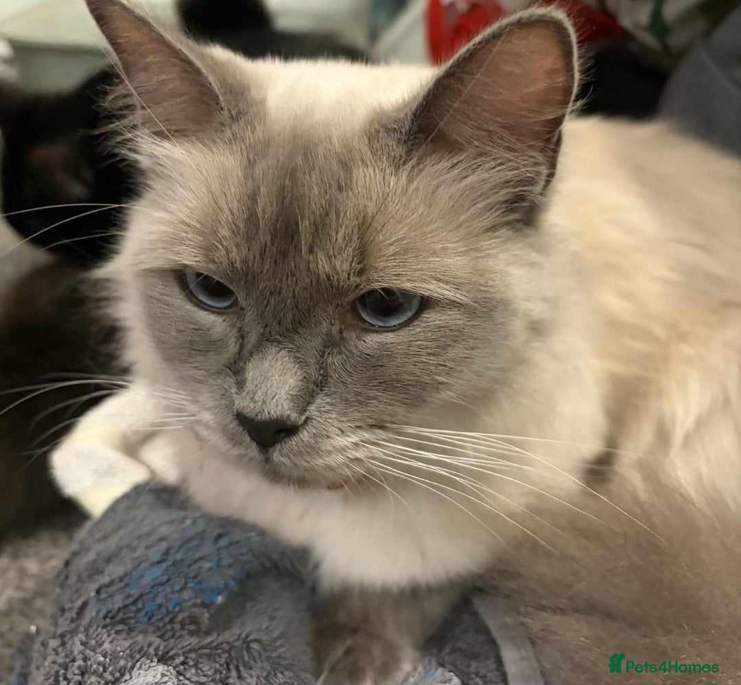 Maine Coon cats for sale: Main Coon x Rag Doll - Advert 2