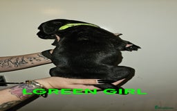 Bullmastiff dogs for sale: 11 Bullmastiff puppies for sale - Advert 2