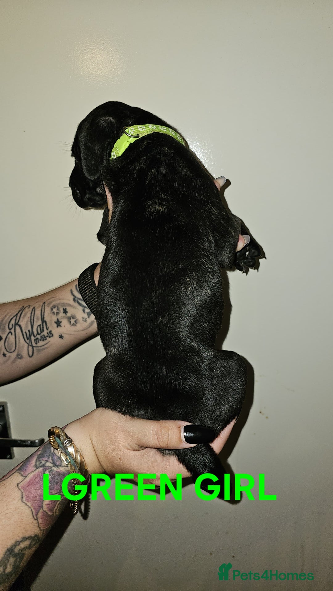 Bullmastiff dogs for sale: 11 Bullmastiff puppies for sale - Advert 2