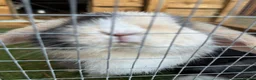 Mini Lop rabbits for sale: Pure Mini lop boy  - Advert 12