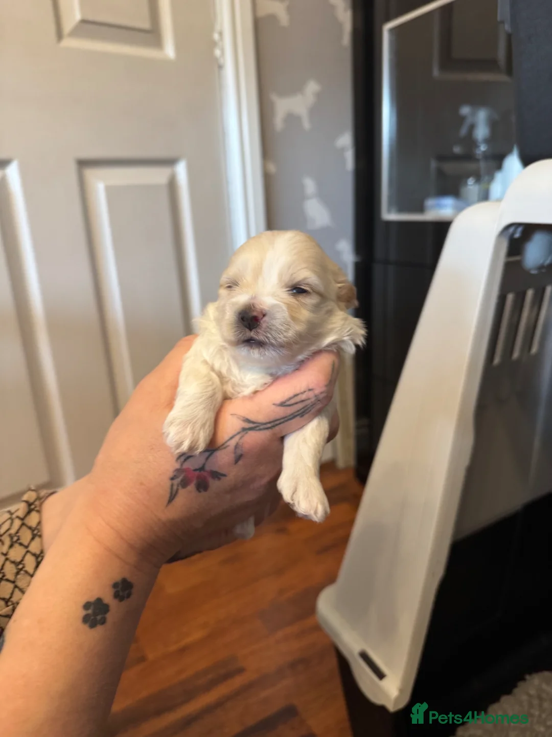 Maltipoo dogs for sale: Teddy Bear Maltipoo puppies  - Advert 23