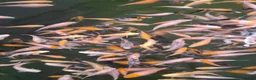Koi Carp fish for sale: Koi fry 1-3 inch  in Willenhall - Advert 6