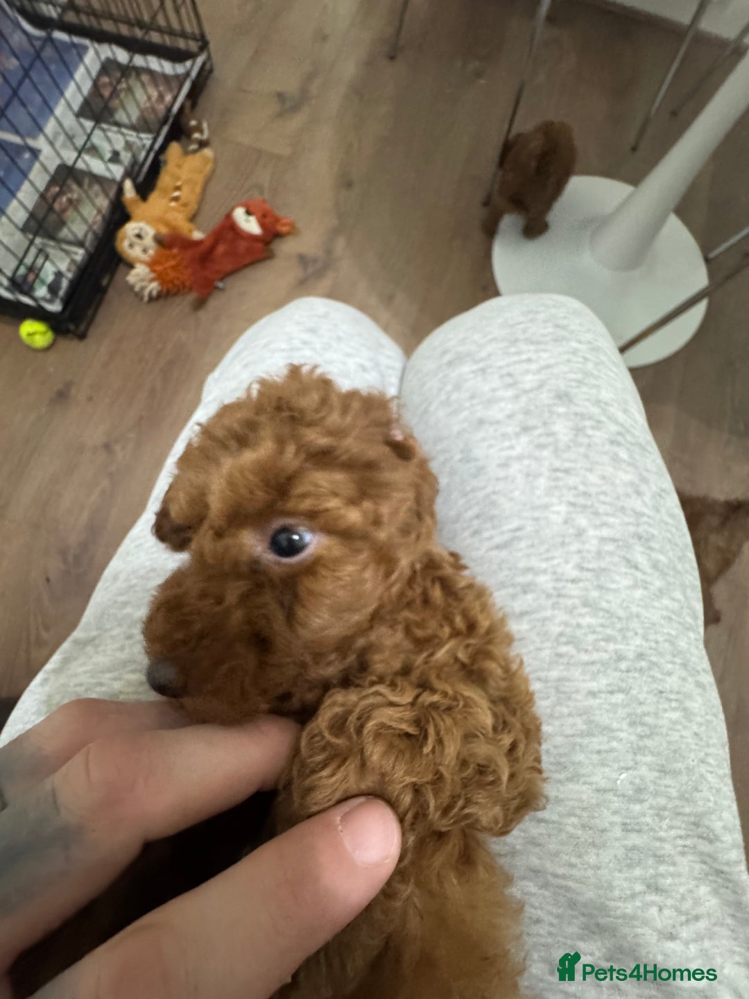 Miniature Poodle dogs for sale: 🐩 Outstanding Deep Red Miniature Poodle Puppies  - Advert 19