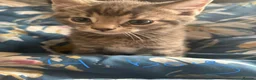 Mixed Breed cats for sale: 5 kittens ready to go to a loving home  in Hayle - Advert 6