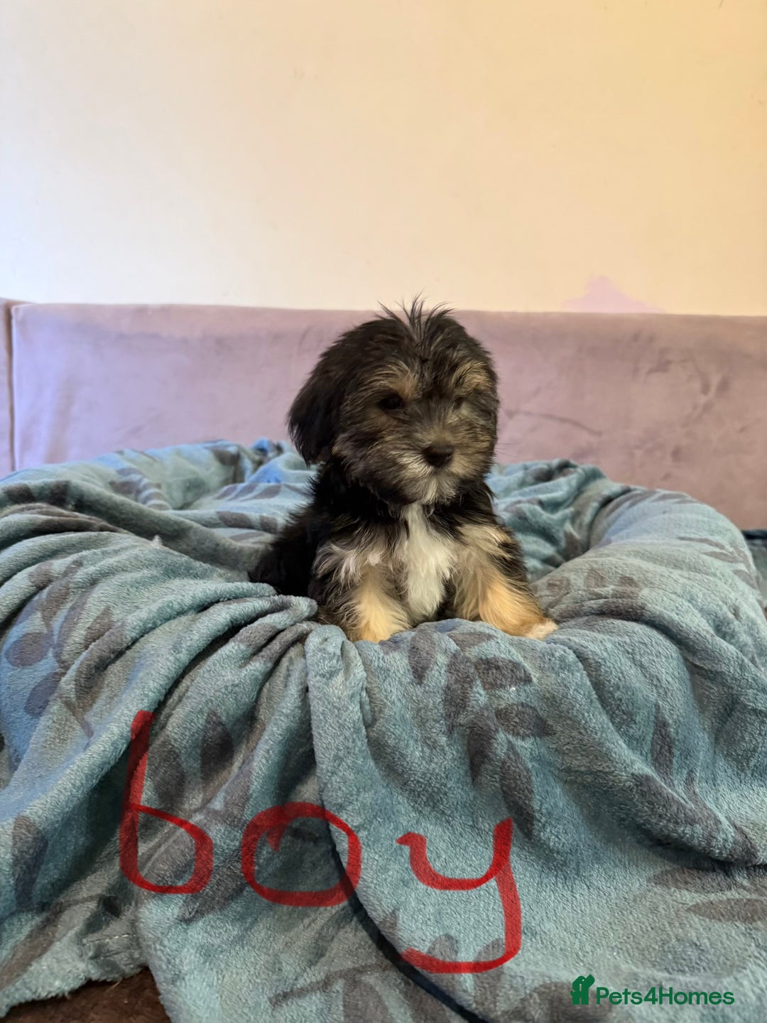 Yorkshire Terrier dogs for sale: Yorkshire Terrier  - Advert 11