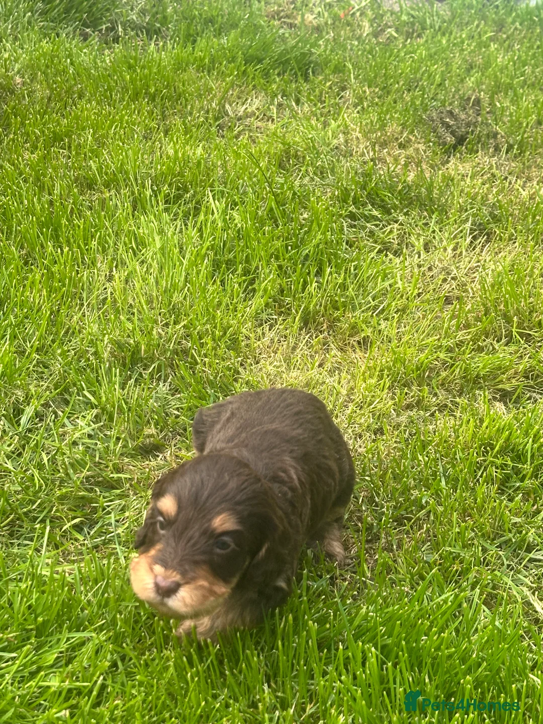 Cockapoo dogs for sale: Stunning cockapoo puppies  - Advert 2
