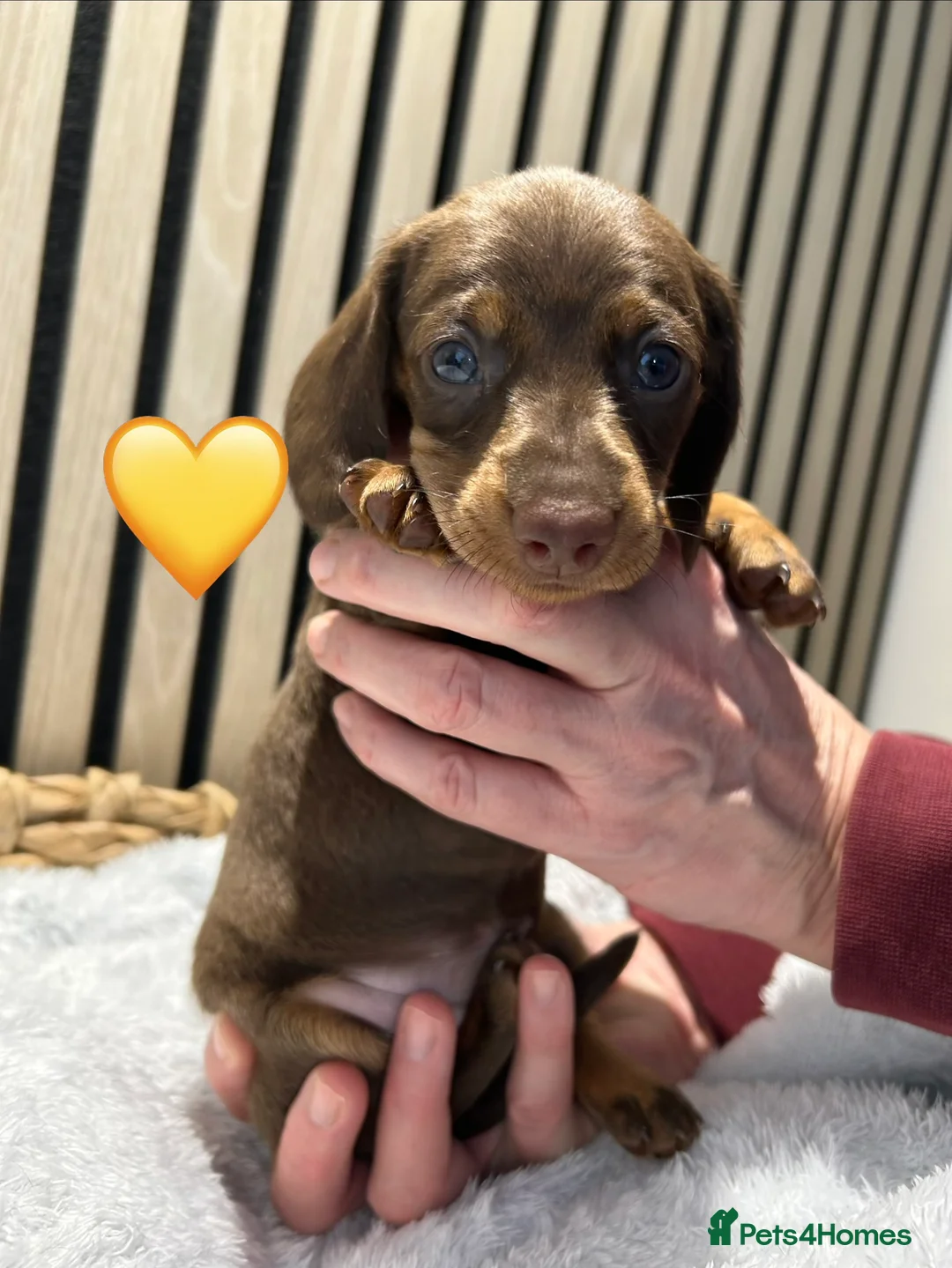 Miniature Dachshund dogs for sale: 4 beautiful miniature dachshund puppies - Advert 23