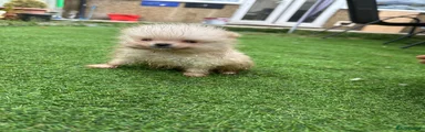 Pomeranian 1