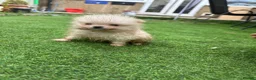 Pomeranian dogs for sale: Beautiful Cream&Wolf Sable Male Pomeranian Puppies - Advert 4