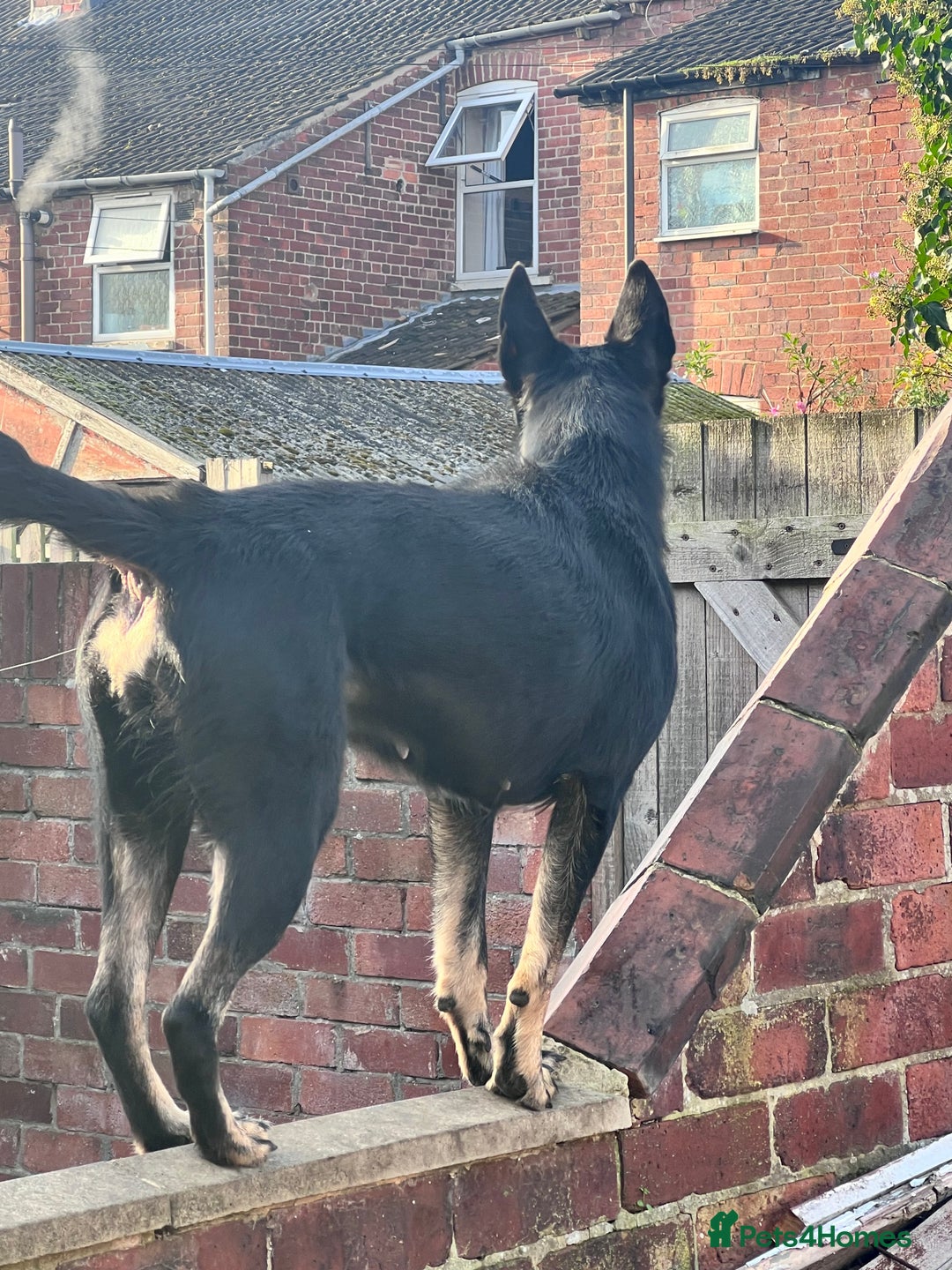 Belgian Shepherd Dog dogs for stud: For stud - Advert 1