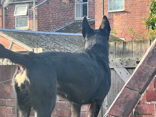 Belgian Shepherd Dog dogs For stud - Advert 2