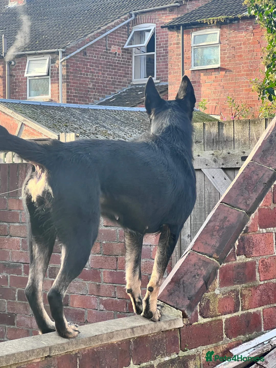 Belgian Shepherd Dog dogs for stud: For stud - Advert 1