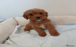 Cockapoo dogs for sale: Adorable F1B red cockapoo puppies  - Image 17