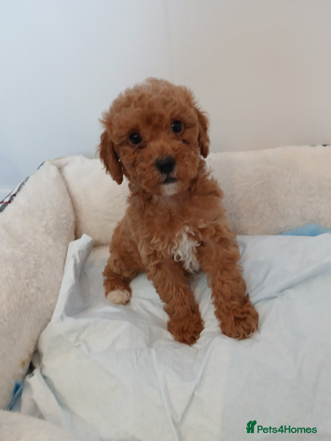 Cockapoo dogs for sale: Adorable F1B red cockapoo puppies  - Image 17