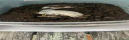 Tortoise reptiles for sale: Spur Thigh hatchlings  - Advert 3