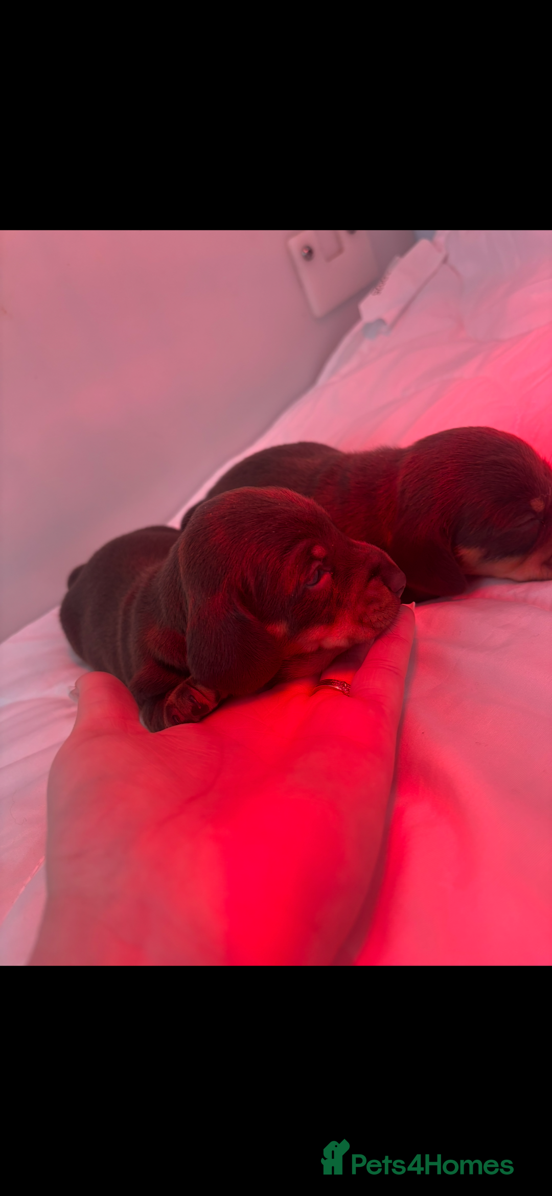 Miniature Dachshund dogs for sale: KC Miniature dachshunds - Advert 9