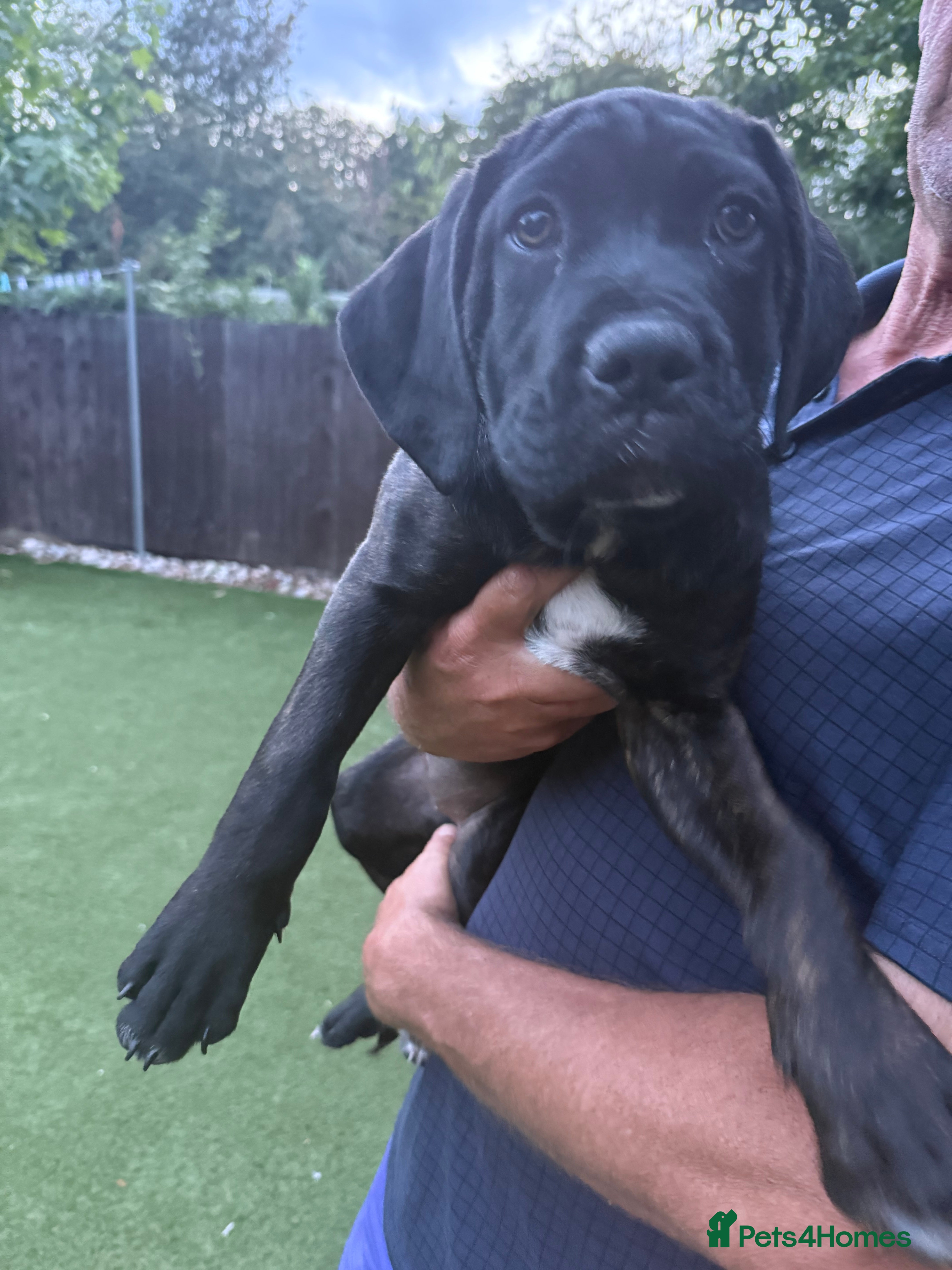 Cane Corso dogs Cane corso puppies - Advert 2