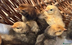 Chickens poultry for sale: Pavlovskya, Barbu D'Uccle and Nankin Chicks - Image 8