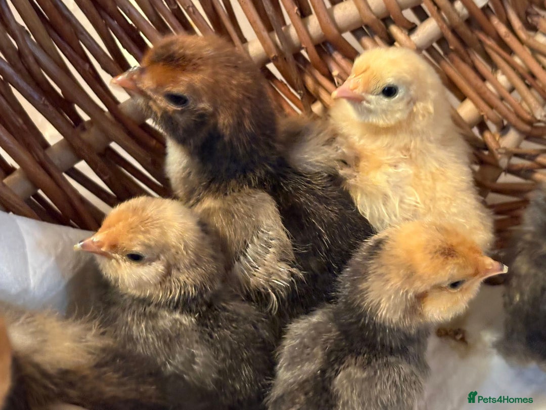Chickens poultry for sale: Pavlovskya, Barbu D'Uccle and Nankin Chicks - Image 8