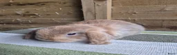 Mini Lop rabbits for sale: Mini lop babies - Advert 7