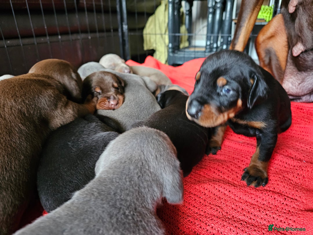 Dobermann dogs for sale: Outstanding Doberman Puppies - Image 2