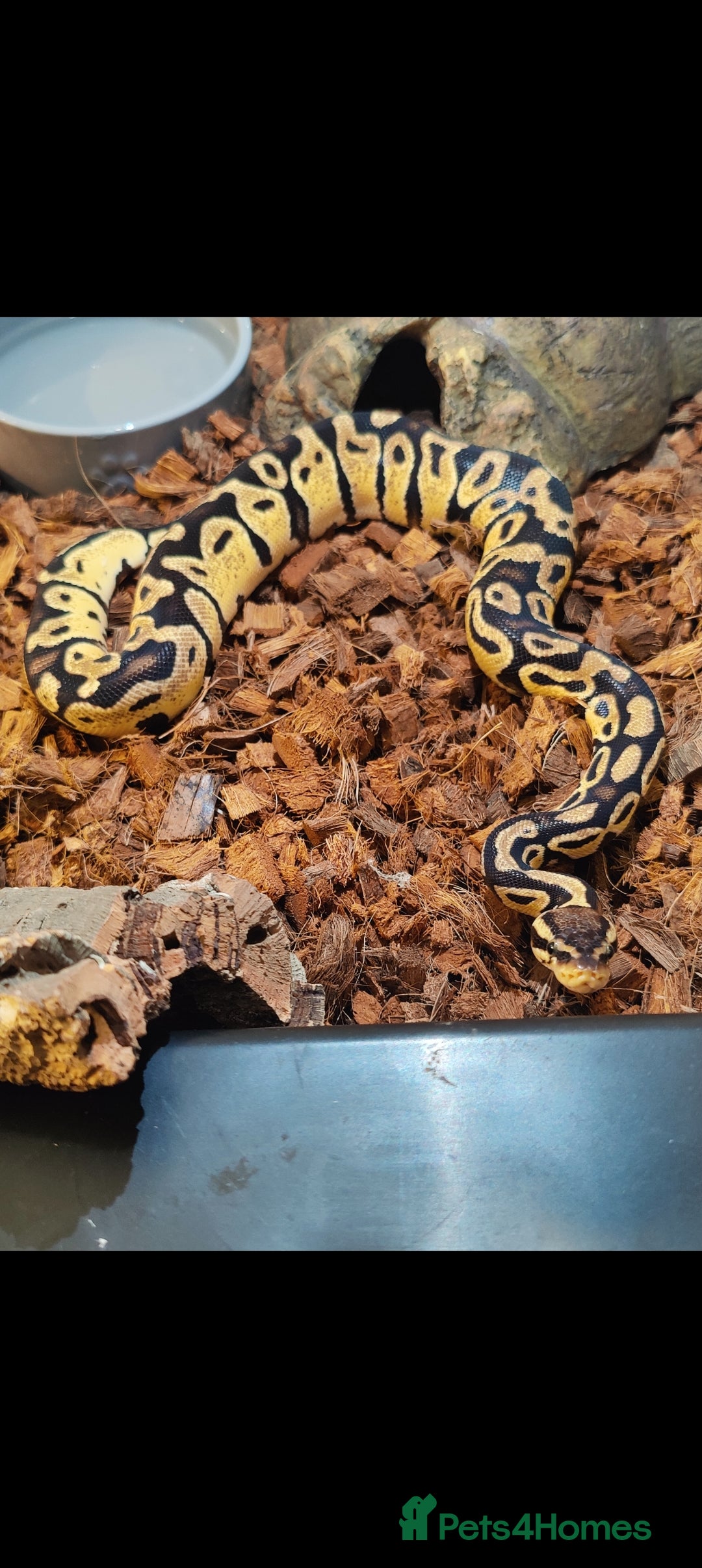 Python Snake reptiles for sale: Royal Pythons - Advert 4