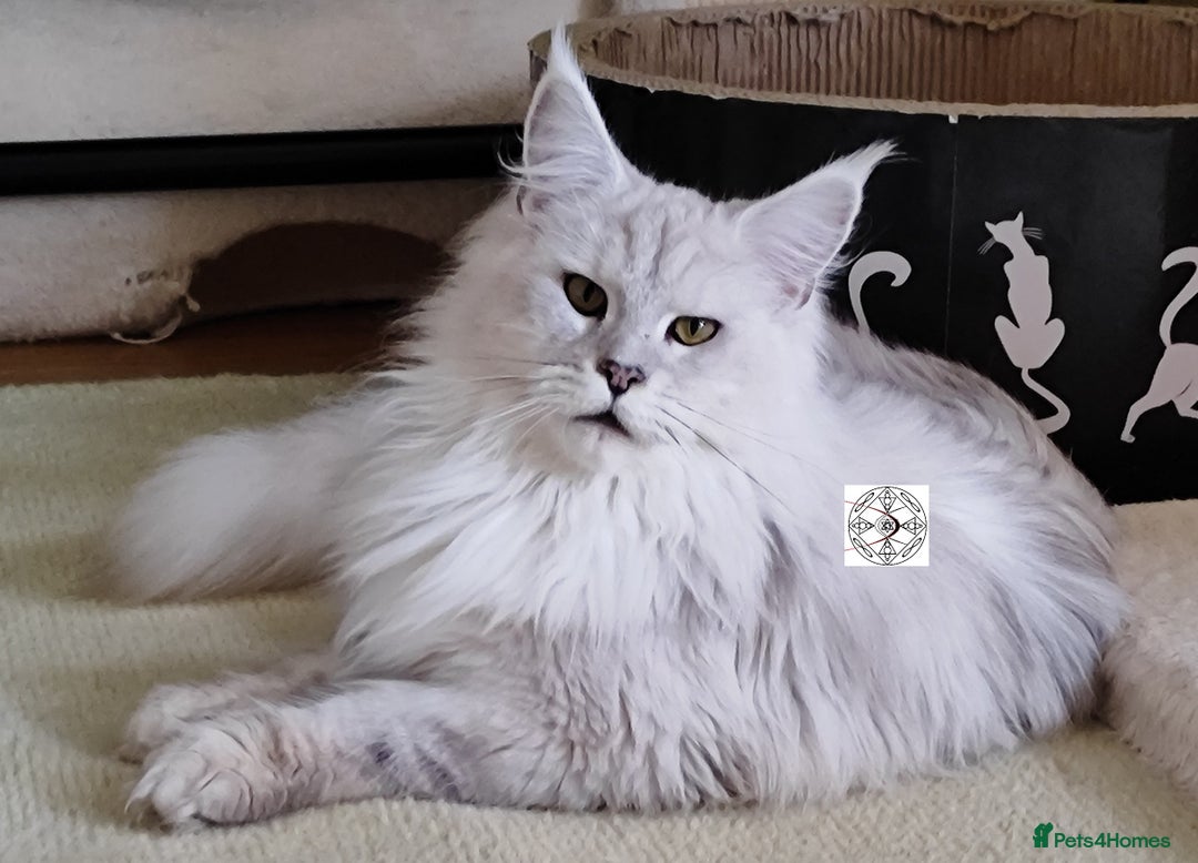 Maine Coon cats for sale: Unique maine coon kittens ❤️ - Advert 17