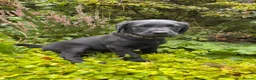 Labrador Retriever dogs for sale: *Just one male Labrador puppy left* - Advert 30