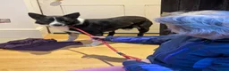 Mixed Breed dogs for adoption: Meet Betty,currently residing in Christchurch  in Christchurch - Advert 5