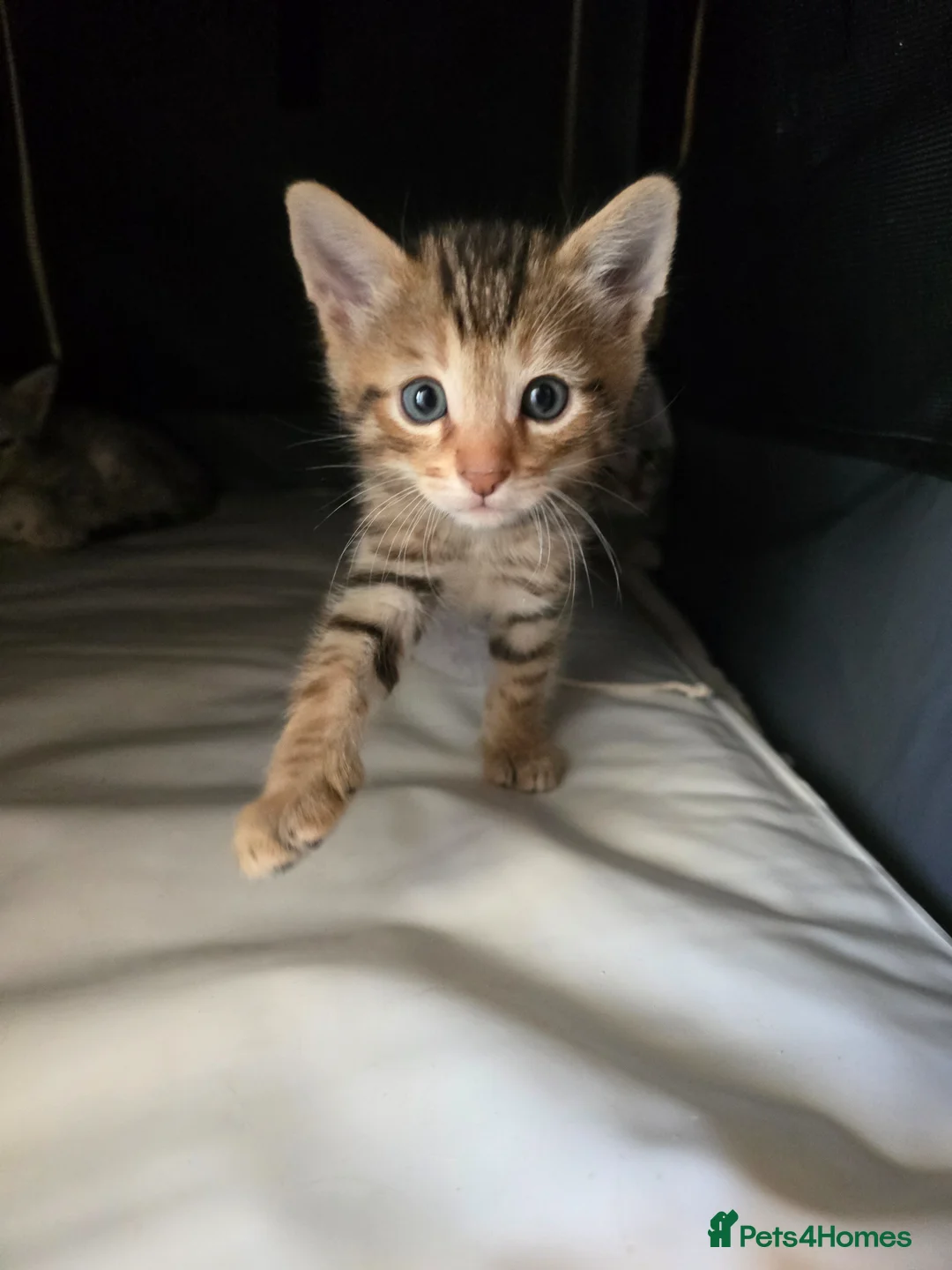 Bengal cats for sale: Bengal kittens  - Advert 15