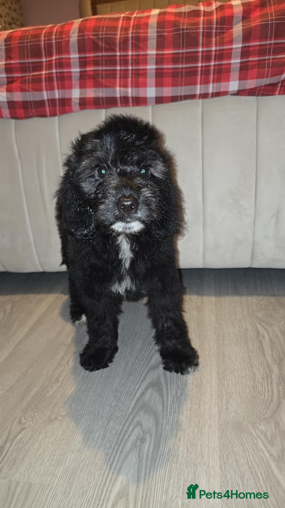 Goldendoodle dogs for sale: Goldendoodle puppies - Advert 5