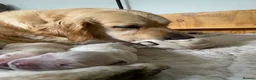 Golden Retriever dogs for sale: Golden Retriever - Advert 12