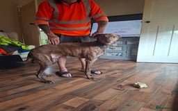 Mixed Breed dogs for sale: Adult lurcher  - Image 1