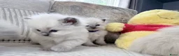 Ragdoll cats for sale: Blue Point Ragdoll Kittens for sale - Advert 6
